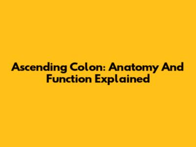Ascending Colon: Anatomy And Function Explained