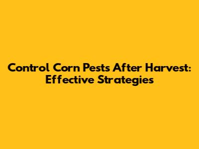 Control Corn Pests After Harvest: Effective Strategies