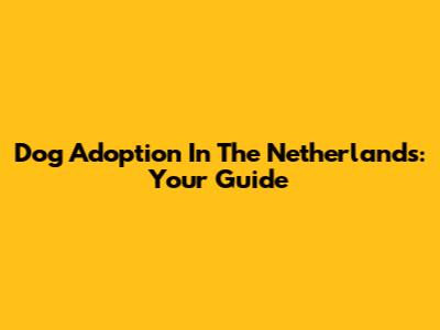 Dog Adoption In The Netherlands: Your Guide