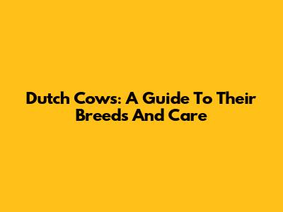 Dutch Cows: A Guide To Their Breeds And Care