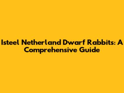 Isteel Netherland Dwarf Rabbits: A Comprehensive Guide