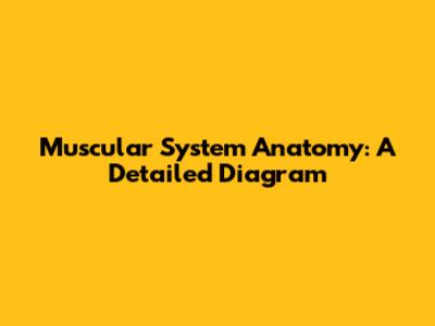 Muscular System Anatomy: A Detailed Diagram
