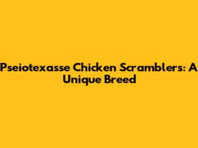 Pseiotexasse Chicken Scramblers: A Unique Breed