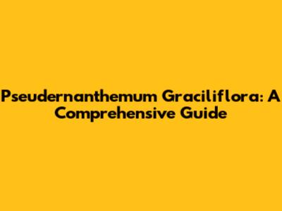Pseudernanthemum Graciliflora: A Comprehensive Guide