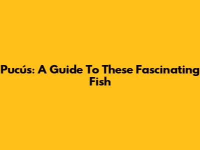 Pucús: A Guide To These Fascinating Fish