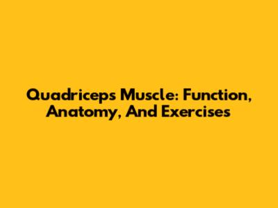 Quadriceps Muscle: Function, Anatomy, And Exercises