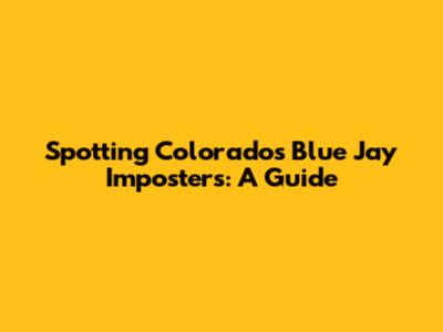 Spotting Colorado's Blue Jay Imposters: A Guide