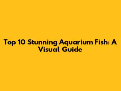 Top 10 Stunning Aquarium Fish: A Visual Guide