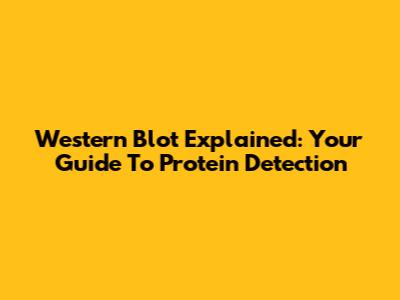Western Blot Explained: Your Guide To Protein Detection